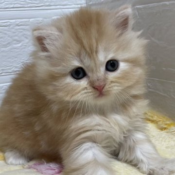 スコティッシュフォールド(立ち耳)【山梨県・女の子・2024年8月26日・レッドタビー（ロング）】の写真「人気のレッド系♡コロっと可愛い女の子♡」