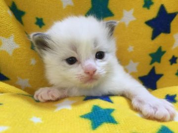 ラグドール【山梨県・男の子・2020年1月22日・ブルーポイントバイカラー】の写真「白くてフワフワ♪可愛い男の子☆」