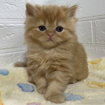 スコティッシュフォールド(立ち耳)【山梨県・男の子・2024年8月26日・レッドタビー（ロング）】の写真「人気のレッド系・コロコロ♪丸顔の男の子♡」