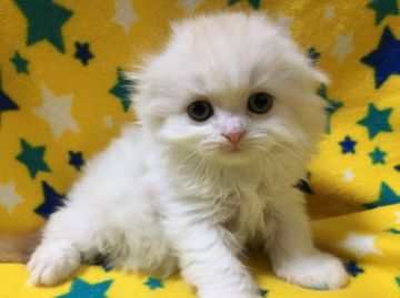 スコティッシュフォールド(折れ耳)【山梨県・男の子・2020年2月1日・レッドタビー&ホワイト】の写真「可愛い系男の子☆」