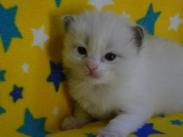 ラグドール【山梨県・男の子・2019年9月1日・ブルーポイントバイカラー（ロング）】の写真「優しい顔の男の子です(^^)」