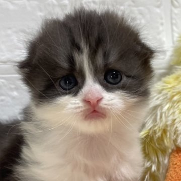 スコティッシュフォールド(折れ耳)【山梨県・男の子・2024年8月18日・ブラック&ホワイト（ロング）】の写真「珍しいブラック系☆ころっとぷっくり男の子♡」