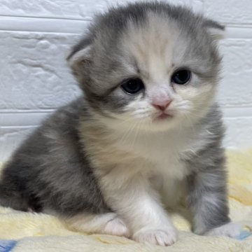 スコティッシュフォールド(折れ耳)【山梨県・女の子・2024年9月6日・ダイリュートキャリコ（ロング）】の写真「ころっとまるっこい☆可愛い女の子♡」