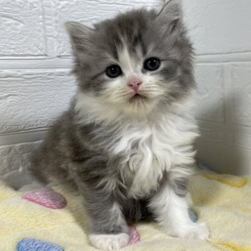 スコティッシュフォールド(立ち耳)【山梨県・男の子・2024年8月26日・ブルータビー&ホワイト（ロング）】の写真「ハチワレが可愛いね♡優しいお顔の男の子♡」