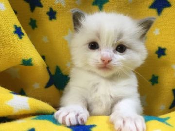 ラグドール【山梨県・男の子・2020年5月25日・ブルーポイントバイカラー】の写真「白くてフワフワ♪可愛い男の子☆」