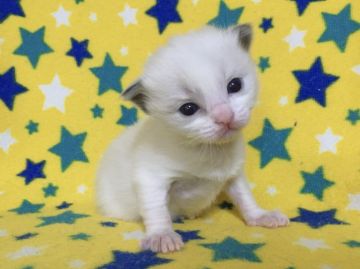 ラグドール【山梨県・男の子・2021年10月12日・ブルーポイントバイカラー】の写真「白くてフワフワ♪可愛い男の子☆」