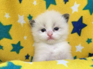 ラグドール【山梨県・男の子・2020年1月22日・ブルーポイントバイカラー】の写真「白くてフワフワ♪可愛い男の子☆」