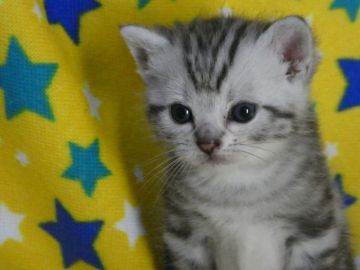 アメリカンショートヘア【山梨県・男の子・2019年9月20日・シルバータビー】の写真「綺麗なゼブラ模様☆可愛い男の子♪」