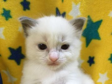 ラグドール【山梨県・男の子・2020年5月25日・ブルーポイントバイカラー】の写真「白くてフワフワ♪可愛い男の子☆」