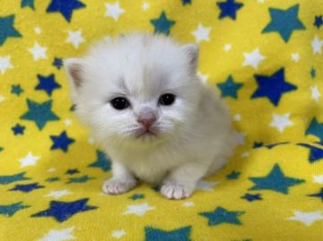 スコティッシュフォールド(立ち耳)【山梨県・男の子・2022年4月24日・クリームタビー（ロング）】の写真「フワフワ♪クリーム色の男の子☆」
