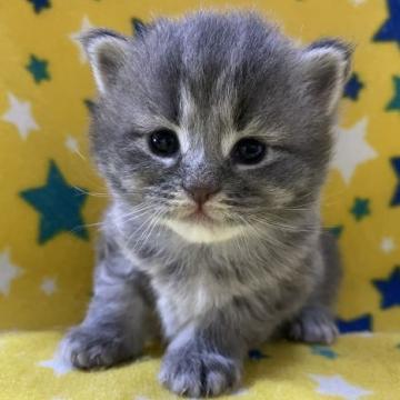 サイベリアン【山梨県・女の子・2022年8月18日・ブルータビー】の写真「フワフワ♪ゴージャス☆可愛い女の子★」