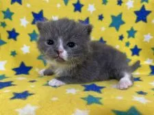 ブリティッシュショートヘア【山梨県・男の子・2022年1月1日・ブルー&ホワイト】の写真1「2月2日撮影」