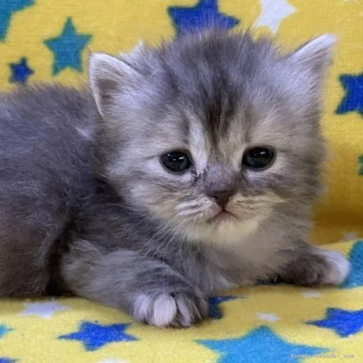 ID:2208-01006の子猫