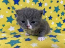 ブリティッシュショートヘア【山梨県・男の子・2022年1月1日・ブルー&ホワイト】の写真2「2月5日のブログにこの子の記事を載せました。」