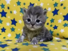 サイベリアン【山梨県・男の子・2021年12月9日・ブルータビー】の写真2「1月11日のブログにこの子達の様子をアップしました。」