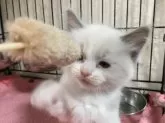 ラグドール【山梨県・男の子・2024年9月16日・ブルーポイントバイカラー】の写真3