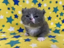 ブリティッシュショートヘア【山梨県・男の子・2022年1月1日・ブルー&ホワイト】の写真3