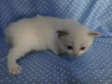 ラグドール【山梨県・男の子・2019年6月7日・ブルーポイントバイカラー】の写真4