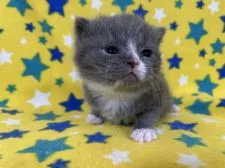 ブリティッシュショートヘア【山梨県・男の子・2022年1月1日・ブルー&ホワイト】の写真4