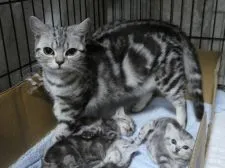 アメリカンショートヘア【山梨県・男の子・2019年4月10日・シルバータビー】の写真5「丸顔♡美人ママのヒメちゃんです♡」