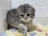 スコティッシュフォールド(折れ耳)【山梨県・男の子・2024年8月4日・ブルータビー】の写真5