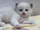 ラグドール【山梨県・女の子・2024年2月1日・ブルーポイントバイカラー】の写真5