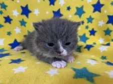 ブリティッシュショートヘア【山梨県・男の子・2022年1月1日・ブルー&ホワイト】の写真5