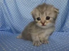 スコティッシュフォールド(折れ耳)【山梨県・男の子・2019年7月28日・ブルータビー】の写真5