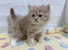 サイベリアン【山梨県・男の子・2024年11月19日・クリームタビー&ホワイト】の写真3