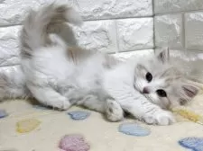 スコティッシュフォールド(立ち耳)【山梨県・女の子・2025年8月5日・クリーム&ホワイト】の写真10