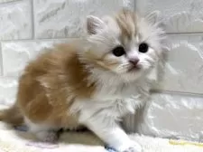 スコティッシュフォールド(立ち耳)【山梨県・女の子・2025年3月5日・レッドタビー&ホワイト】の写真11