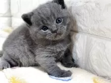 ブリティッシュショートヘア【山梨県・男の子・2025年10月21日・ブルー】の写真11