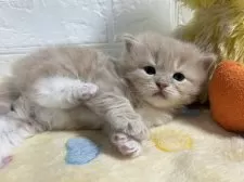 サイベリアン【山梨県・男の子・2024年11月19日・クリームタビー&ホワイト】の写真13