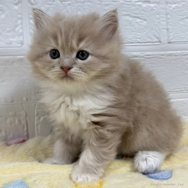 ID:2412-01693の子猫