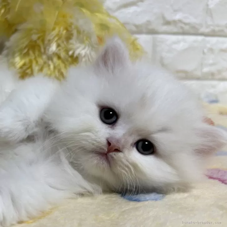 ID：2503-00554の子猫