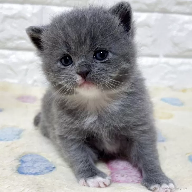 ブリティッシュショートヘア【山梨県・男の子・2025年10月21日・ブルー&amp;ホワイト】の写真1「くまちゃんみたいな男の子です😊」