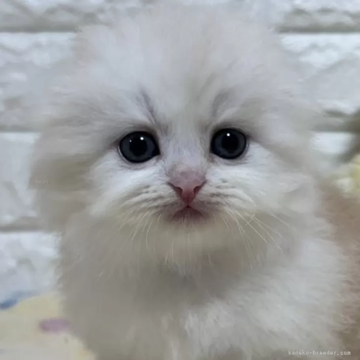 ID:2503-00110の子猫