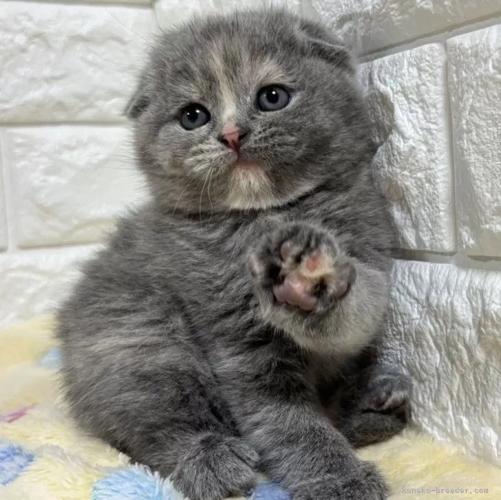 ID:2504-00594の子猫