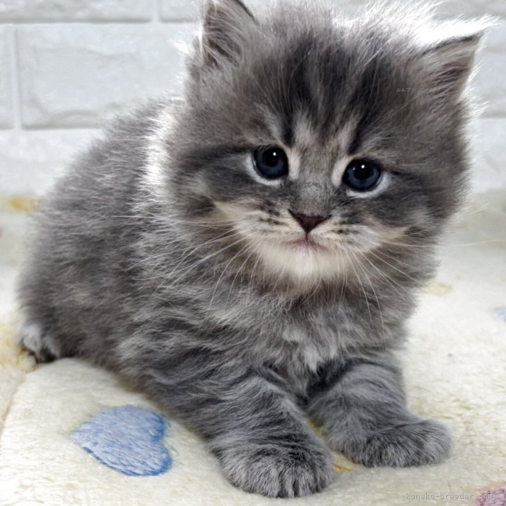 ブリーダー画像