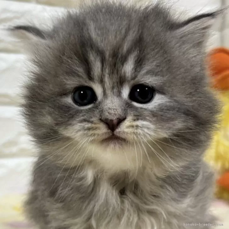 ID:2503-02662の子猫