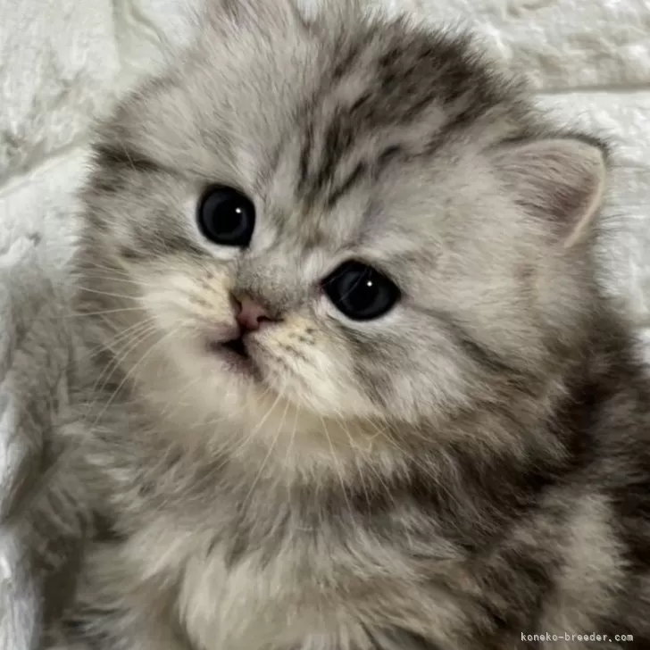 ID:2503-02674の子猫