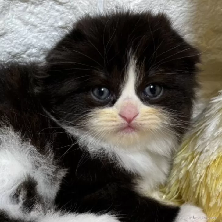 エイト 様のお迎えした子猫