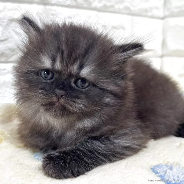 ID：2509-01959の子猫