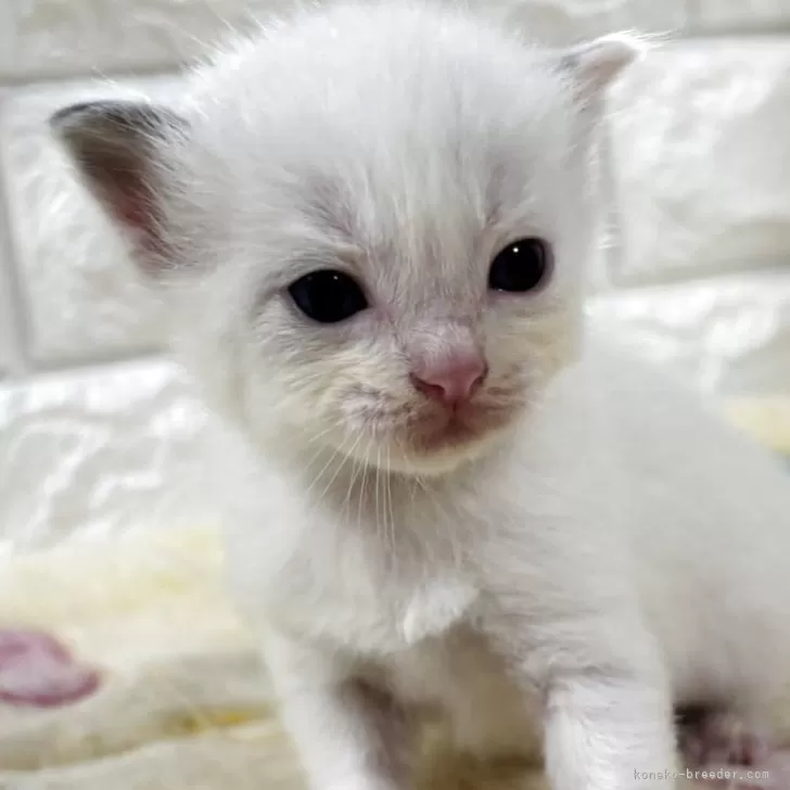 看護師 様のお迎えした子猫