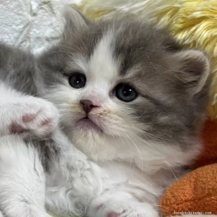ID:2502-01796の子猫
