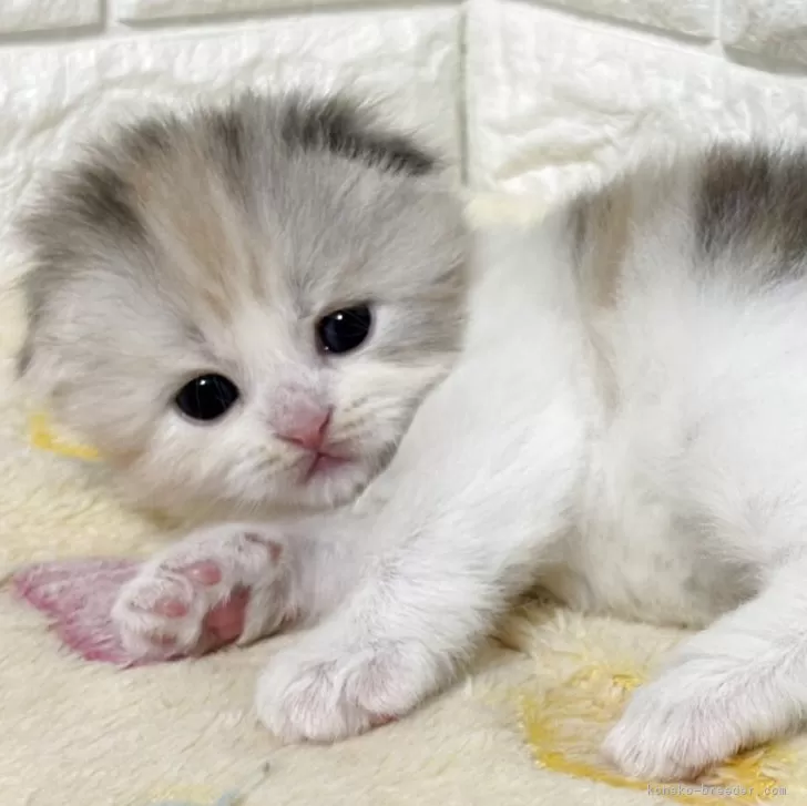 かいまる 様のお迎えした子猫