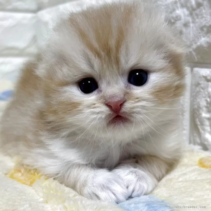 M.S 様のお迎えした子猫