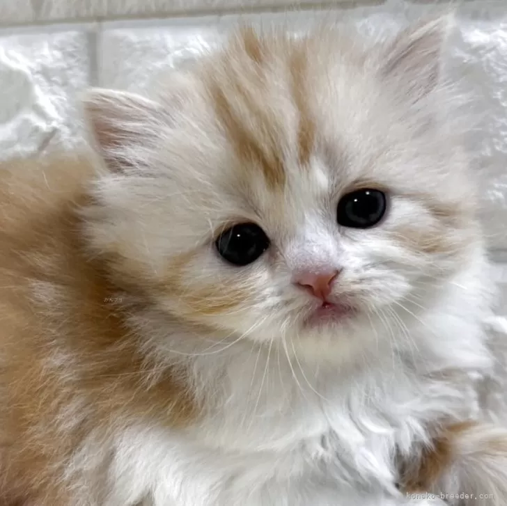ID:2504-02440の子猫