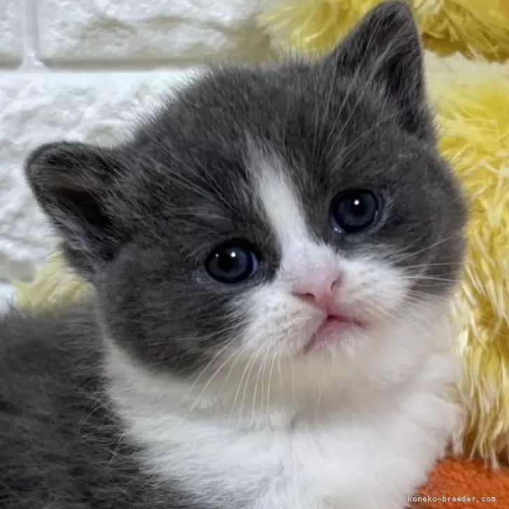 syuu 様のお迎えした子猫