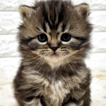 スコティッシュフォールド(立ち耳)【山梨県・男の子・2025年11月3日・ブラウンタビー（ロング）】の写真「フワフワ♪くまちゃんみたいな男の子♡」